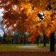 Illustration for article titled Shooting Challenge Fall Leaves Gallery 9